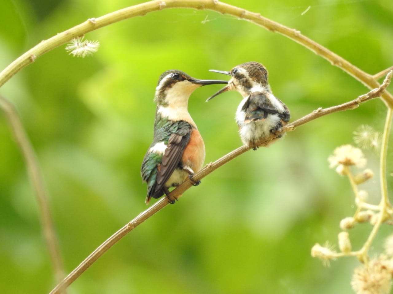 Esmeraldas Woodstar nests